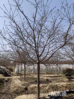 10公分红粉佳人樱