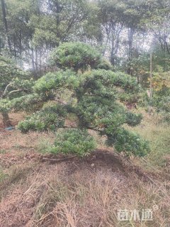 容器苗造型罗汉松