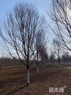 15公分美国红枫-红冠