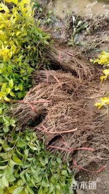 高度10厘米金叶女贞小苗