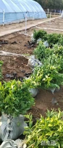 高度65厘米红王子锦带