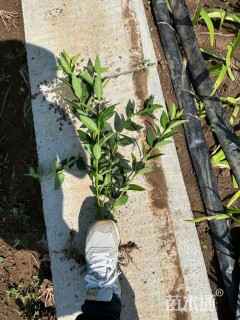 高度50厘米连翘