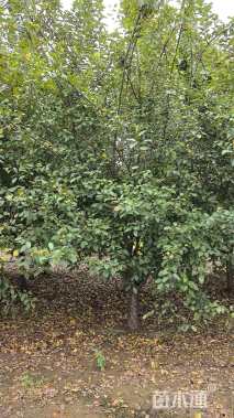 高度450厘米冬红果海棠