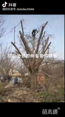 80公分嫁接银杏