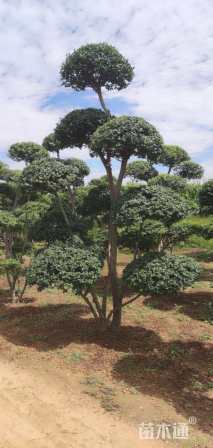 高度300厘米小叶女贞