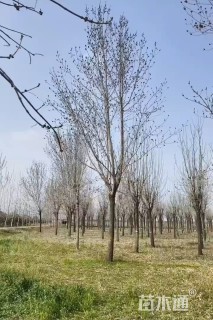 15公分白蜡