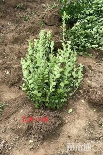 10公分高杆卫矛球