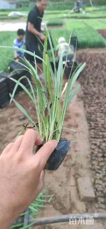 高度15厘米蛇鞭菊