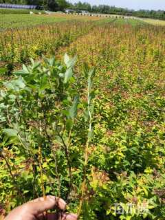 高度30厘米绣线菊