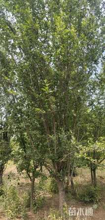 13公分西府海棠