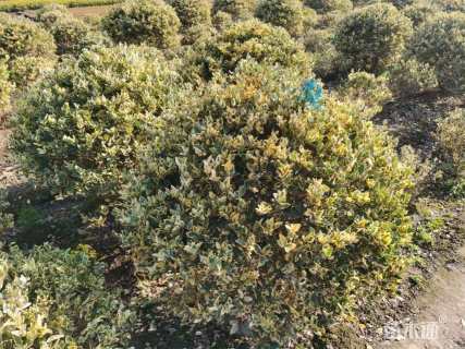 高度100厘米银霜女贞