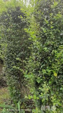 高度150厘米毛叶丁香