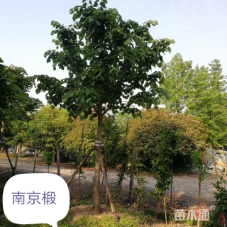 12公分南京椴