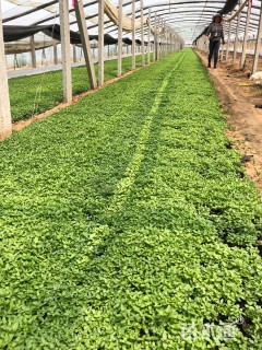 高度20厘米美丽月见草