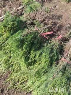 高度35厘米小龙柏