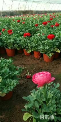 高度20厘米荷兰菊