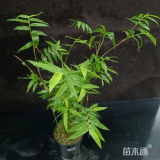 大杯苗观音竹