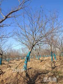 26公分造型朴树