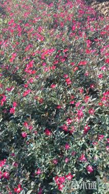 高度35厘米丰花月季