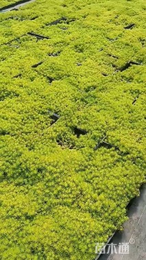 高度20厘米佛甲草