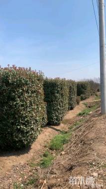 高度350厘米红叶石楠柱