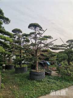 原生苗造型罗汉松