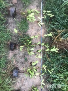 高度40厘米红叶石楠小苗