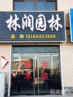 12公分金枝槐