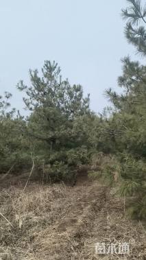 高度300厘米华山松