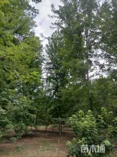 16公分美国红枫