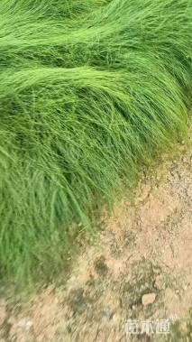 高度30厘米细茎针茅