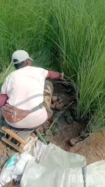 高度80厘米细叶芒