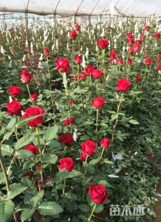 高度10厘米红帽月季