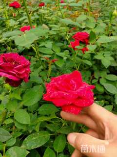 高度40厘米大花月季