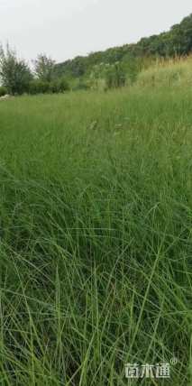 高度20厘米矢羽芒
