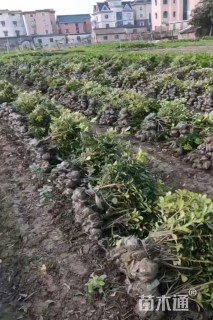 高度40厘米海桐