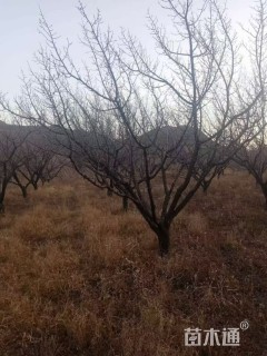 15公分八棱海棠