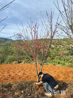 10公分红叶碧桃