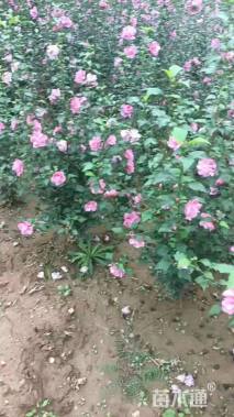 高度120厘米丛生木槿