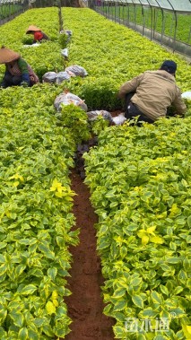 高度25厘米金边假连翘