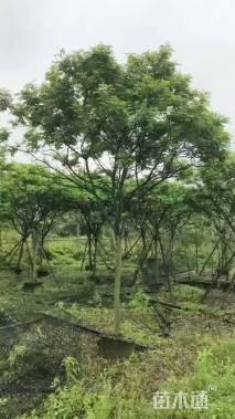 5公分黄花槐