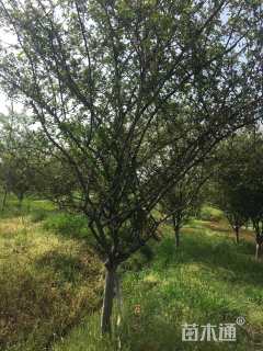 15公分垂丝海棠