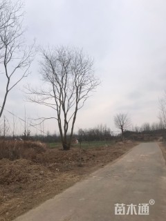 70公分丛生乌桕