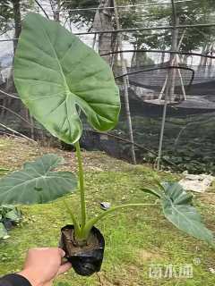 高度40厘米海芋