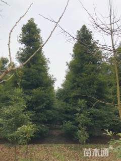 12公分金丝楠木