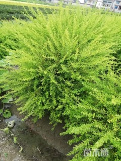 高度80厘米喷雪花