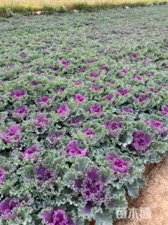 高度20厘米羽衣甘蓝