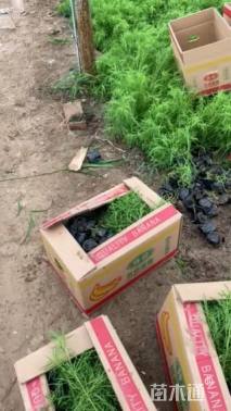 高度32厘米地肤