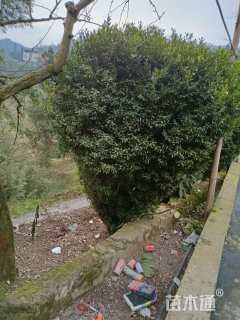 高度200厘米雀舌黄杨