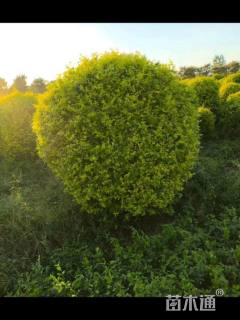 冠幅150厘米金冠女贞球